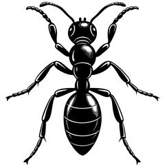 black and white beetle