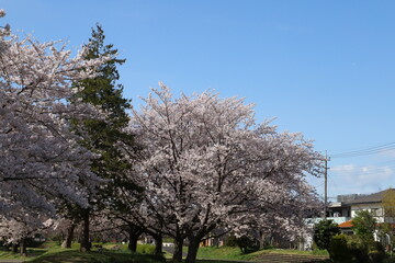 Naklejka premium 日本の春の公園に咲くピンク色のソメイヨシノの桜の花