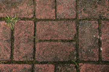 flower plant climb grass texture sky