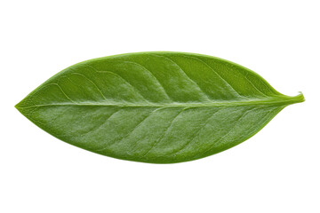 Obraz premium Close-up of a single green leaf with detailed veins on black background, cut out