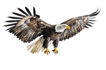 Obraz premium Bald eagle in transparent background