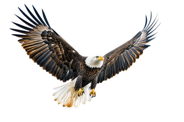 Obraz premium Bald eagle in transparent background
