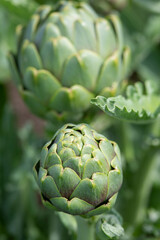Artichaud au potager