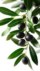 Olives on Branch.