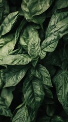 Obraz premium Lush green foliage close up showcasing intricate leaf veins and textures in a natural botanical setting vibrant and organic