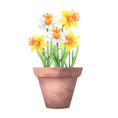 Watercolor clay pot with blooming daffodils in white and yellow colors on a white background