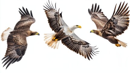 Obraz premium Birds of prey White tailed eagle haliaeetus albicilla isolated on white background flying juvenile bird mix four birds