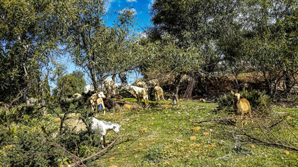 Close-up of a goat and a sheep of chaouen