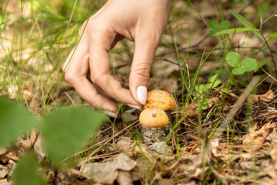 Harvesting wild Orange Birch Bolete (Leccinum versipelle) mushrooms in a lush forest