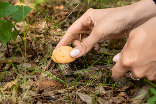 Hand Picking A Fresh Orange Birch Bolete (Leccinum versipelle) Mushroom In The Forest
