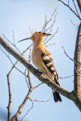 Eurasian hoopoe, Upupa epops, genus Upupa perched on a branch.