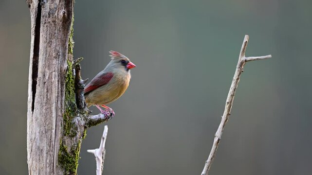Female Cardinal on a dead tree