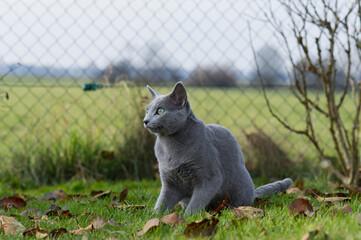 Russisch Blau Katze im Garten
