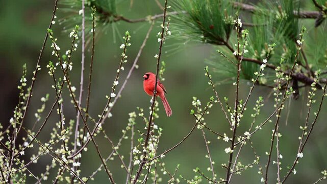 Male Northern Cardinal perching in blooming Plum tree near Mt. Gilead