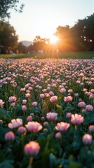 Serene Field of Pink Flowers Bathed in Golden Sunset Light Capturing the Beauty of Nature and Tranquility in a Picturesque Landscape
