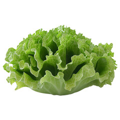 fresh lettuce isolated on white background