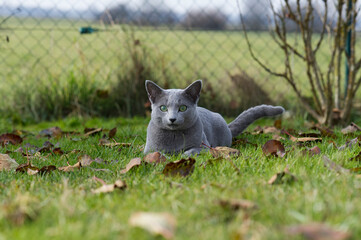 Liegende Russisch Blau Katze im Garten