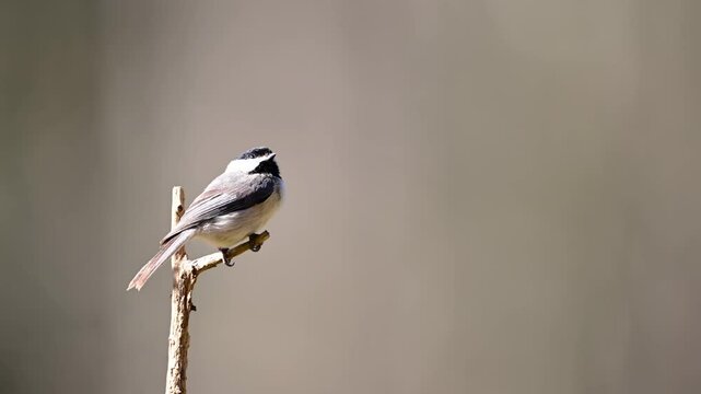 Black-capped Chickadee perched on a small branch in early Spring morning sun
