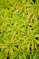 Green texture backyard with cicak background