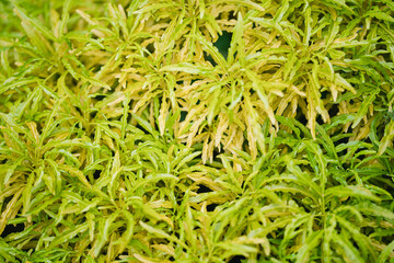 Green texture backyard with cicak background