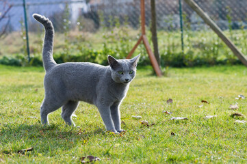 Russisch Blau Katze im Garten