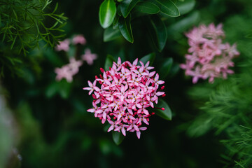 Green texture backyard with cicak background