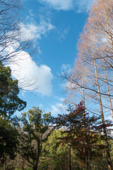 空気が澄んだ冬の公園　美しい木々　滋賀県大津市
びわこ文化公園