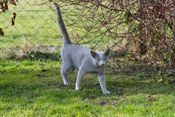 Fototapeta premium Russisch Blau Katze im Garten