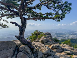 Lone Pine Overlooking Seoul &ndash; Mount Gwanaksan