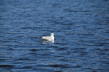 A herring gull is swimming in the sea in bright and sunny spring day.