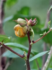 bud of a tree