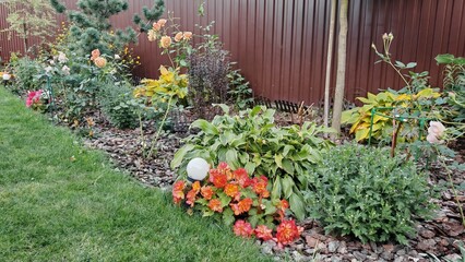 Along the metal profile fence, a flowerbed is laid out and covered with mulch. Ornamental shrubs...