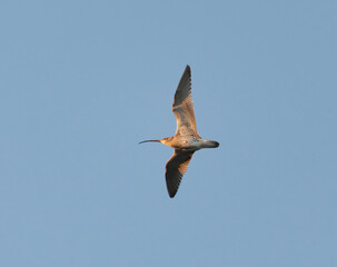 Eurasian curlew (Numenius arquata) flying in the sky in spring.	