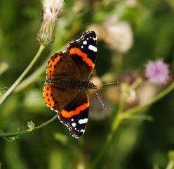 Red admiral or, previously, the red admirable (Vanessa atalanta) on a burdock flower in autumn.
