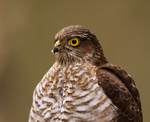 Eurasian sparrowhawk (Accipiter nisus) juvenile closeup in spring.