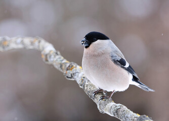 Eurasian bullfinch (Pyrrhula pyrrhula) female sitting on a branch in spring.	
