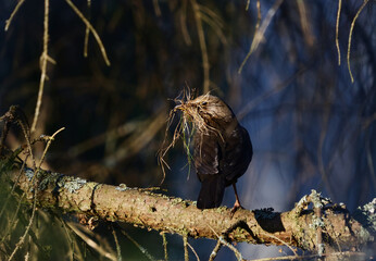 Eurasian blackbird or common blackbird (Turdus merula) with nesting material on it's beak in the forest in spring.