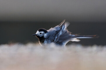 Fototapeta premium White wagtail (Motacilla alba) ruffles it's feathers in spring morning.