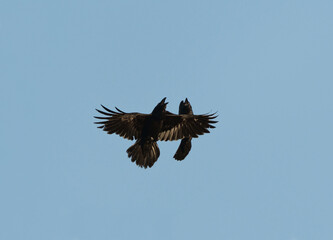 Two ravens (corvus corax) flying doing a courtship display in spring.	

