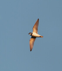 Little ringed plover (Charadrius dubius) flying in the sky doing a display flight in spring.