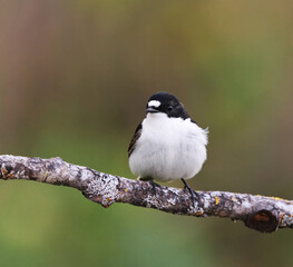 Fototapeta premium European pied flycatcher (Ficedula hypoleuca) male sitting on a branch in spring. 