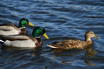Three mallards (one female and two males) are swimming together in the sea in bright and sunny spring day.