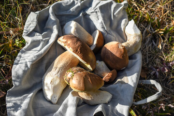 Porcini mushrooms (Boletus edulis) lie on a gray cloth bag in the grass, mushroom picking.