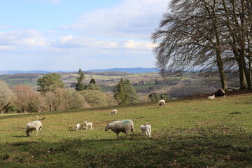 Fototapeta premium sheep on a meadow