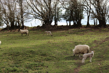 sheep and lambs