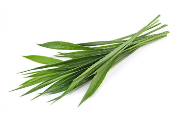 Fototapeta premium Aloea vera isolated on white background.