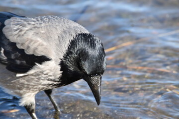A crow is standing in water at the seaside in bright and sunny spring day.