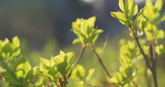 In spring, trees in the park sprout and flowers bloom.