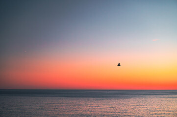 Seagull and the ocean in vivid colorful orange and red sunset sky