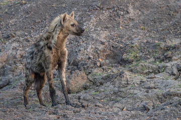 Fototapeta premium spotted hyena walking in the grass